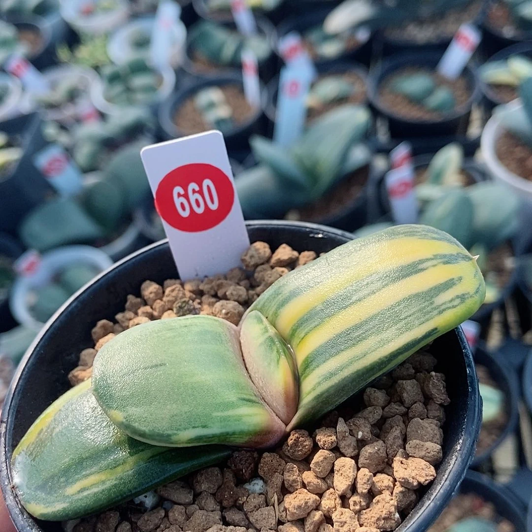 660卧牛实生锦带盆发货