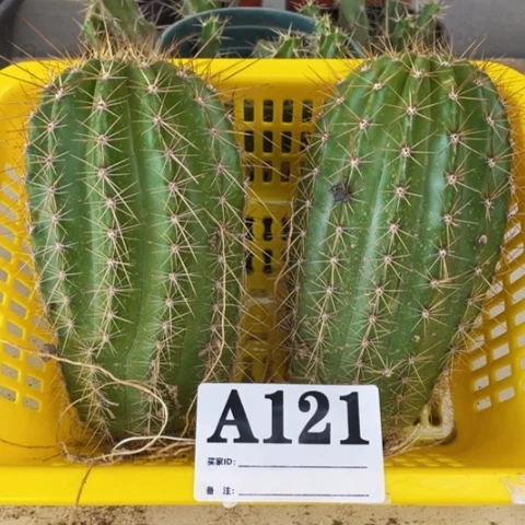 种子苗毛花柱a 121