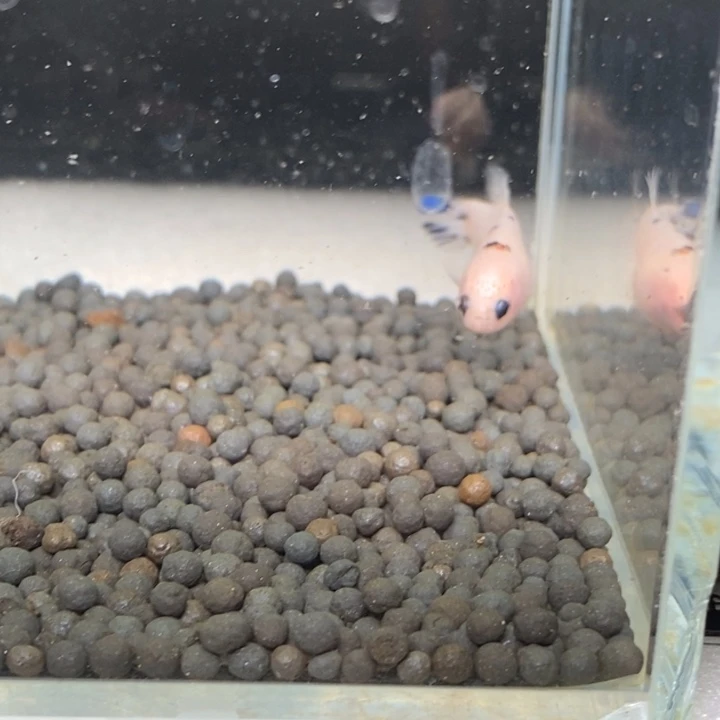 斗鱼泰国斗鱼442号