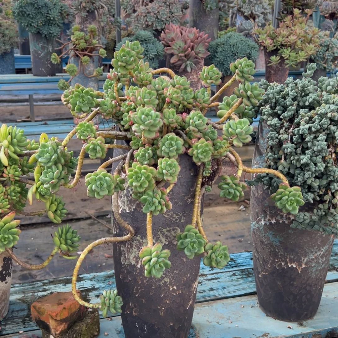 露养老桩脱土裸根香格里拉