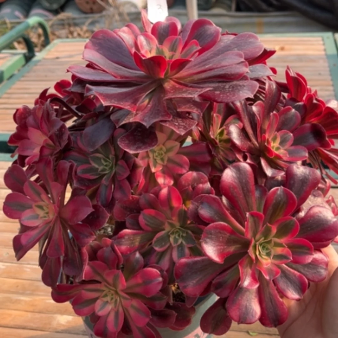 【闪购商品】3美杜莎多肉法师