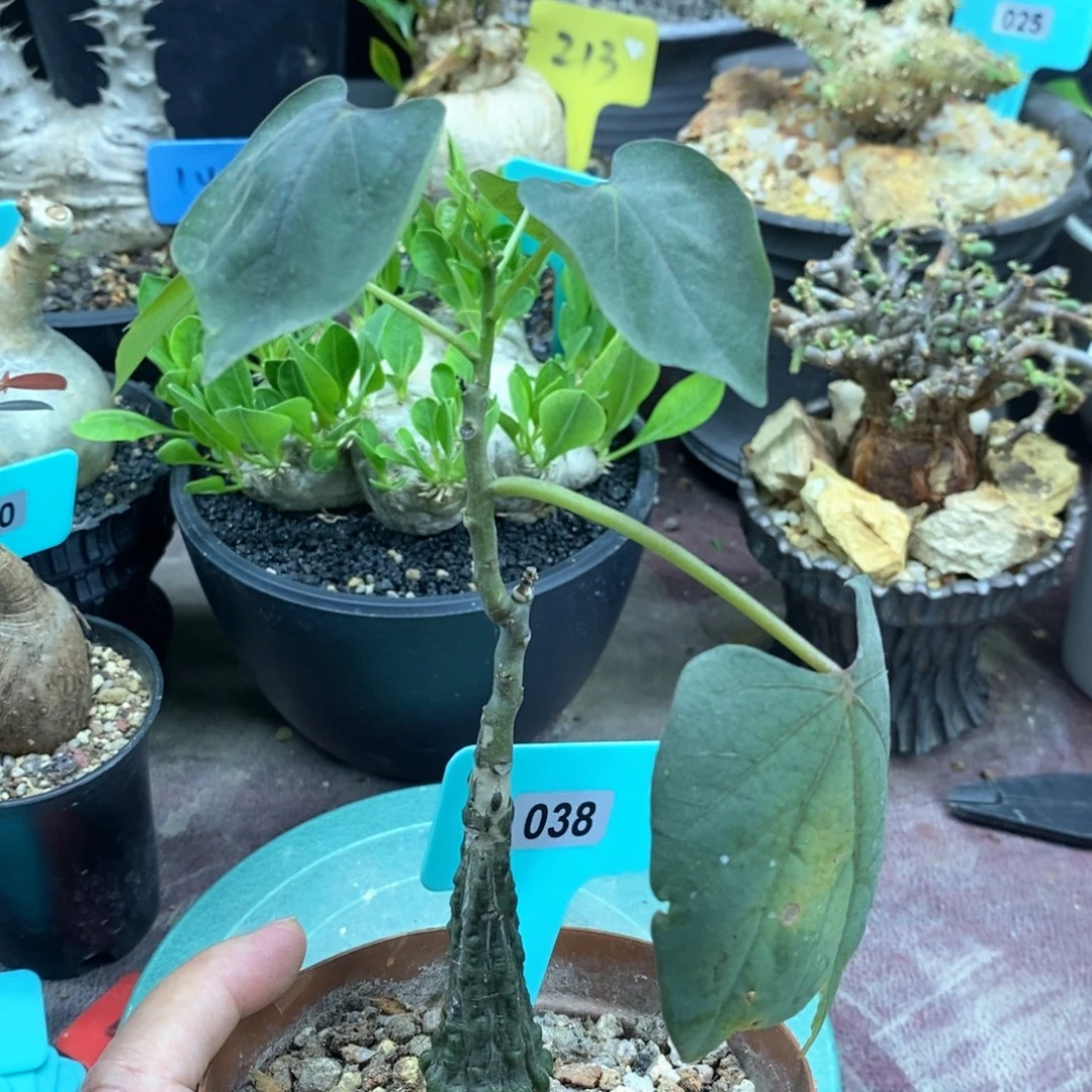 实生红叶西番莲多肉植物