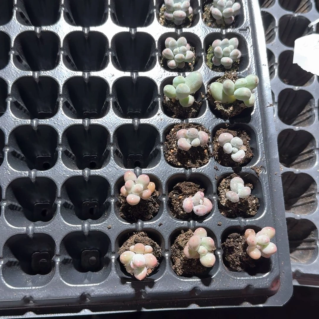 琦琦一物一拍专拍