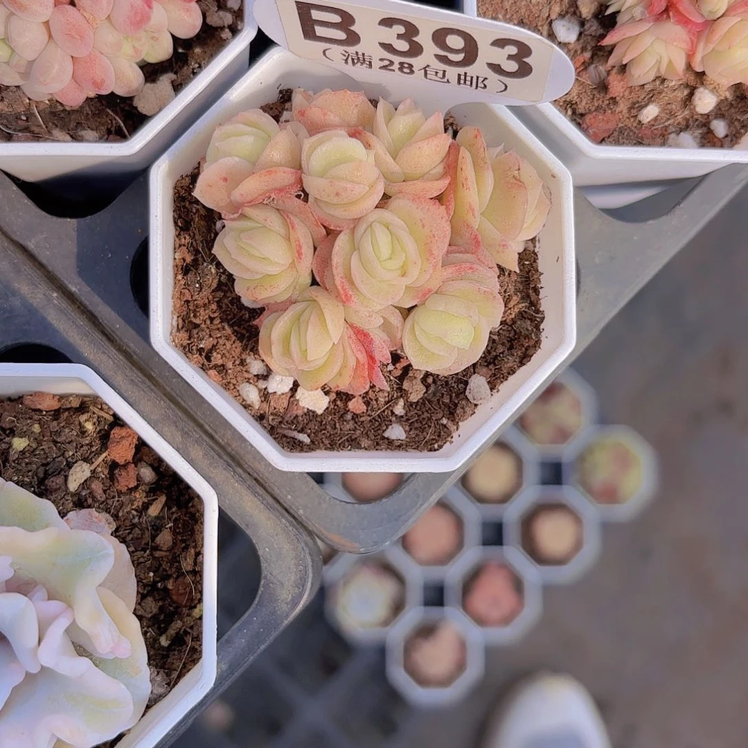 B393冰玫瑰锦一物一拍