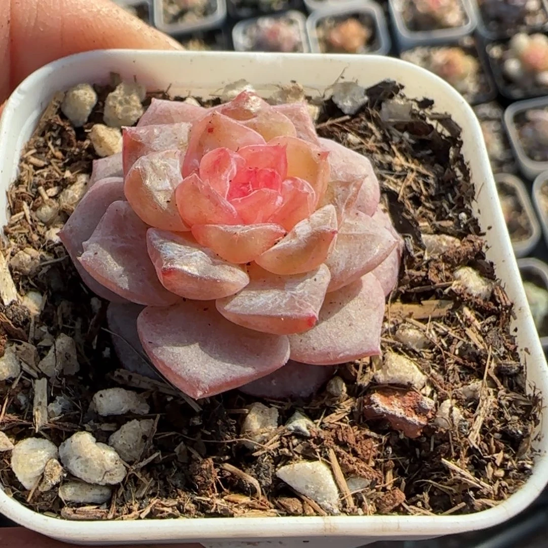 多肉小卡拉米糖心一物一拍