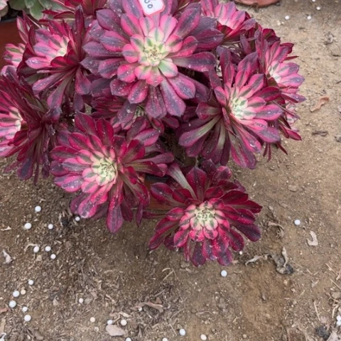 2-60红铜白多肉植物