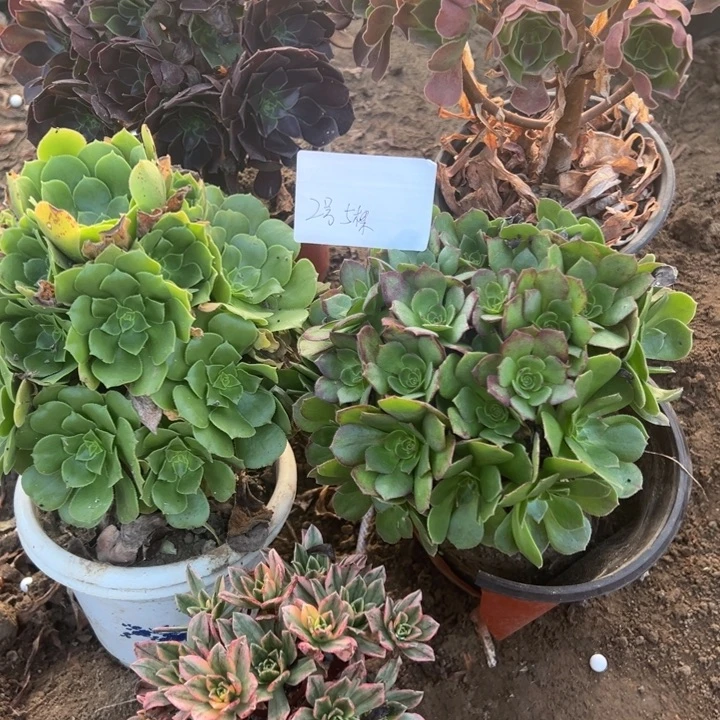 雲***月2号5颗多肉植物，不包断头