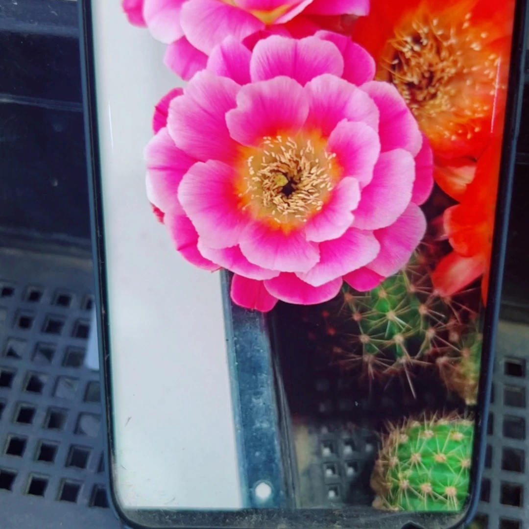 下58丽花赛牡丹歪无根侧芽3公分左右20包邮