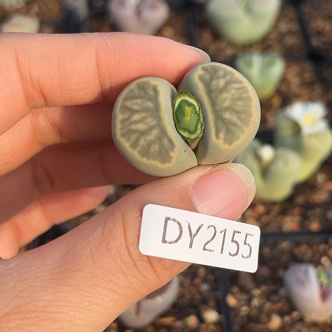 一物一拍菊母本2155