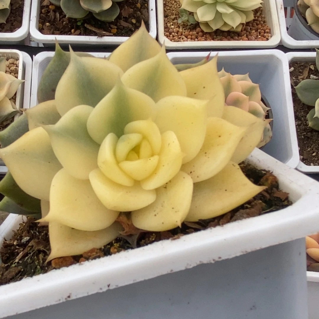 046贝加尔湖锦锦锦锦锦锦