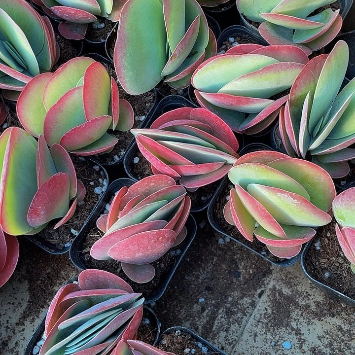 唐印2.8带盆土发