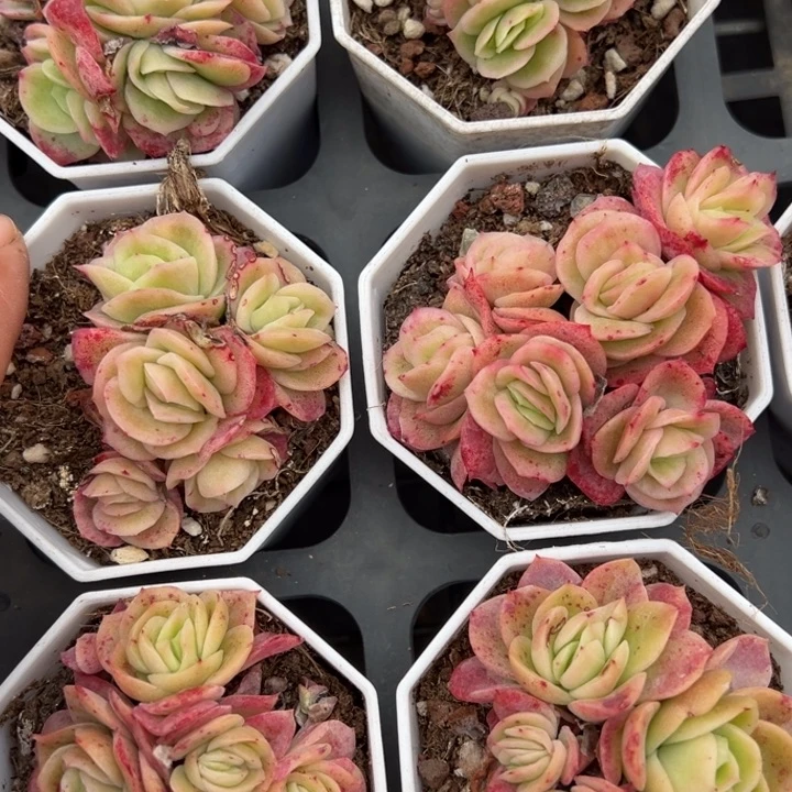 冰玫瑰锦5-6头一颗量拍多肉满20包邮初7发