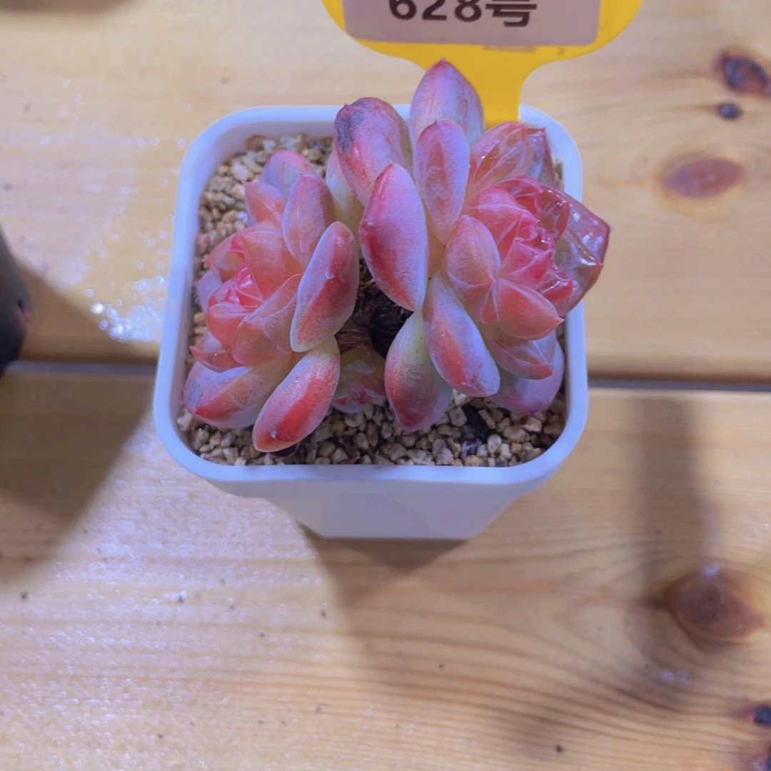 628号 老桩飘枝全状态琥珀