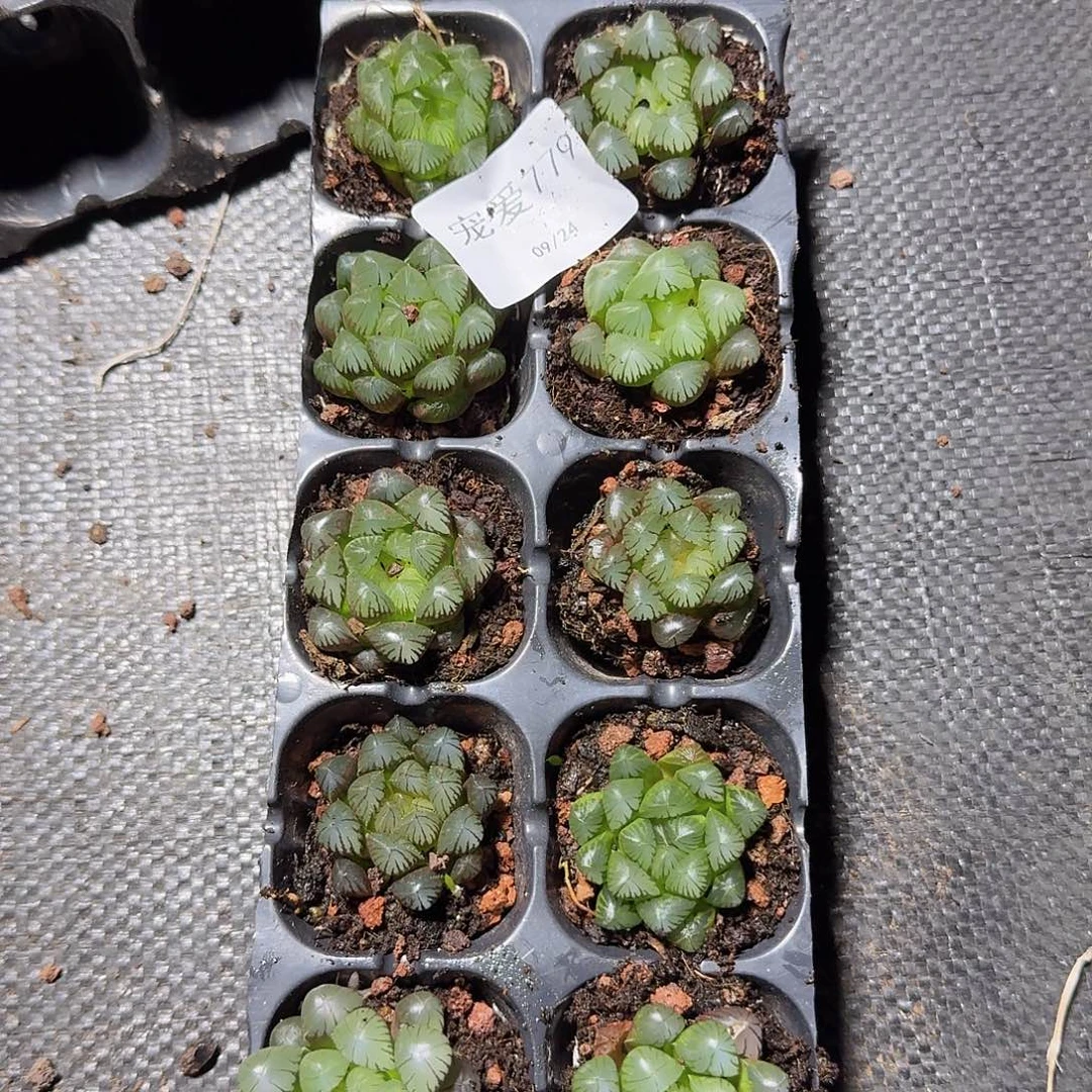 直播福利一物一拍779