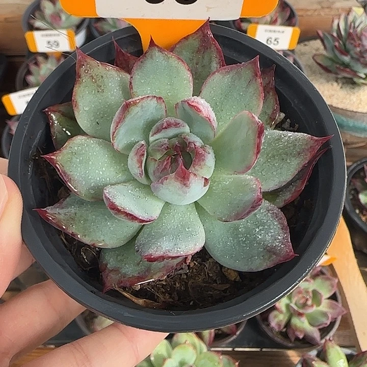 98 惊鸿仙子多肉植物