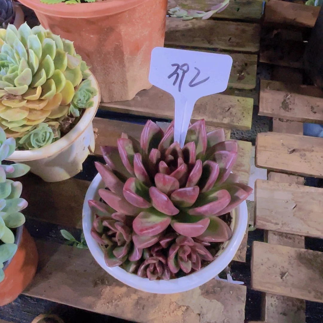 淡***然000000000000000392