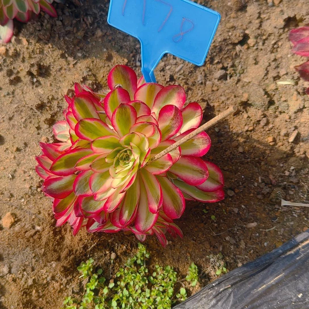 1178倾城多肉哦哦哦