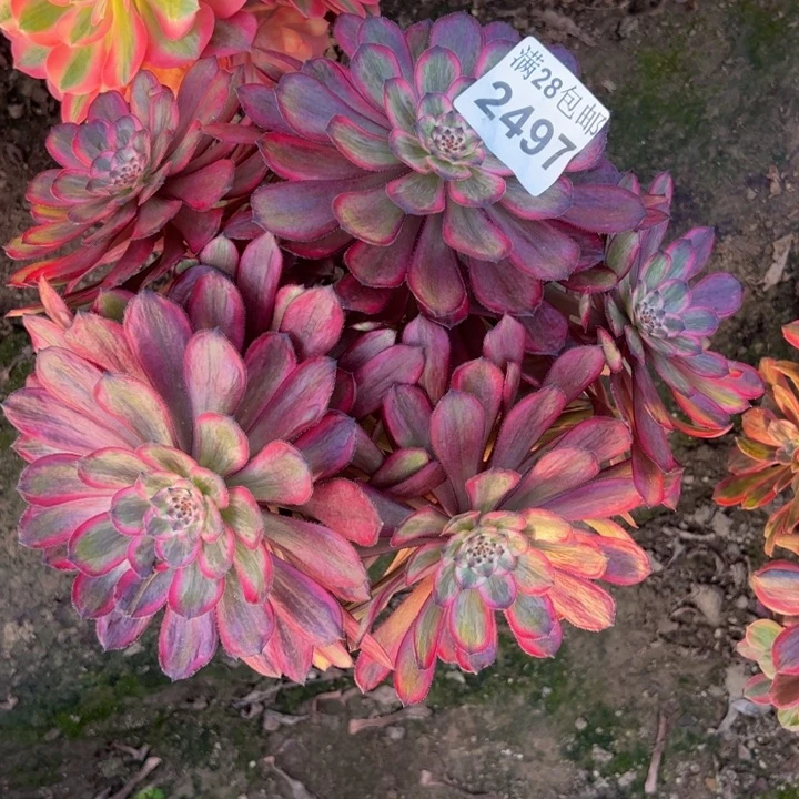 2497紫霞多肉植物