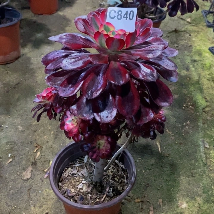 香奈儿多肉植物840