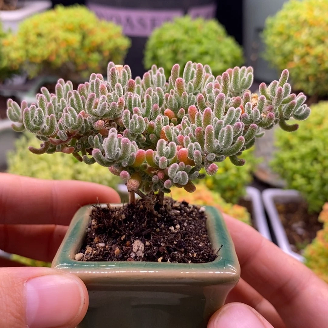 235五彩冰晶带盆。