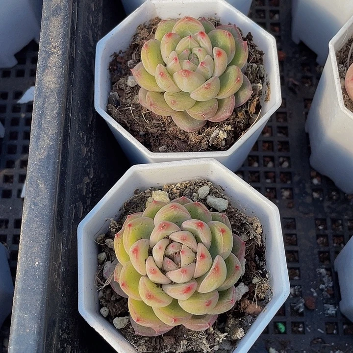 雪花珍妮带盆盆土发