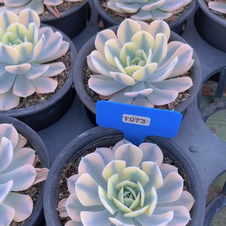 t073鲁氏锦单头7cm