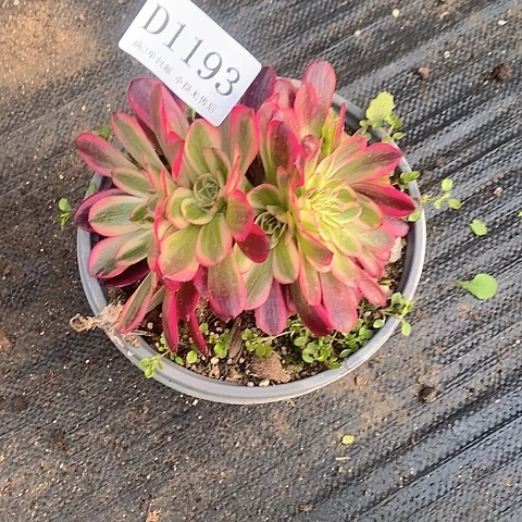 1193美杜莎多肉朵朵缀化