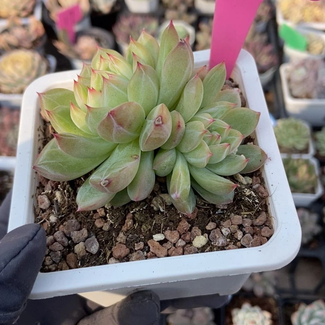 68雪花珍妮多肉植物了