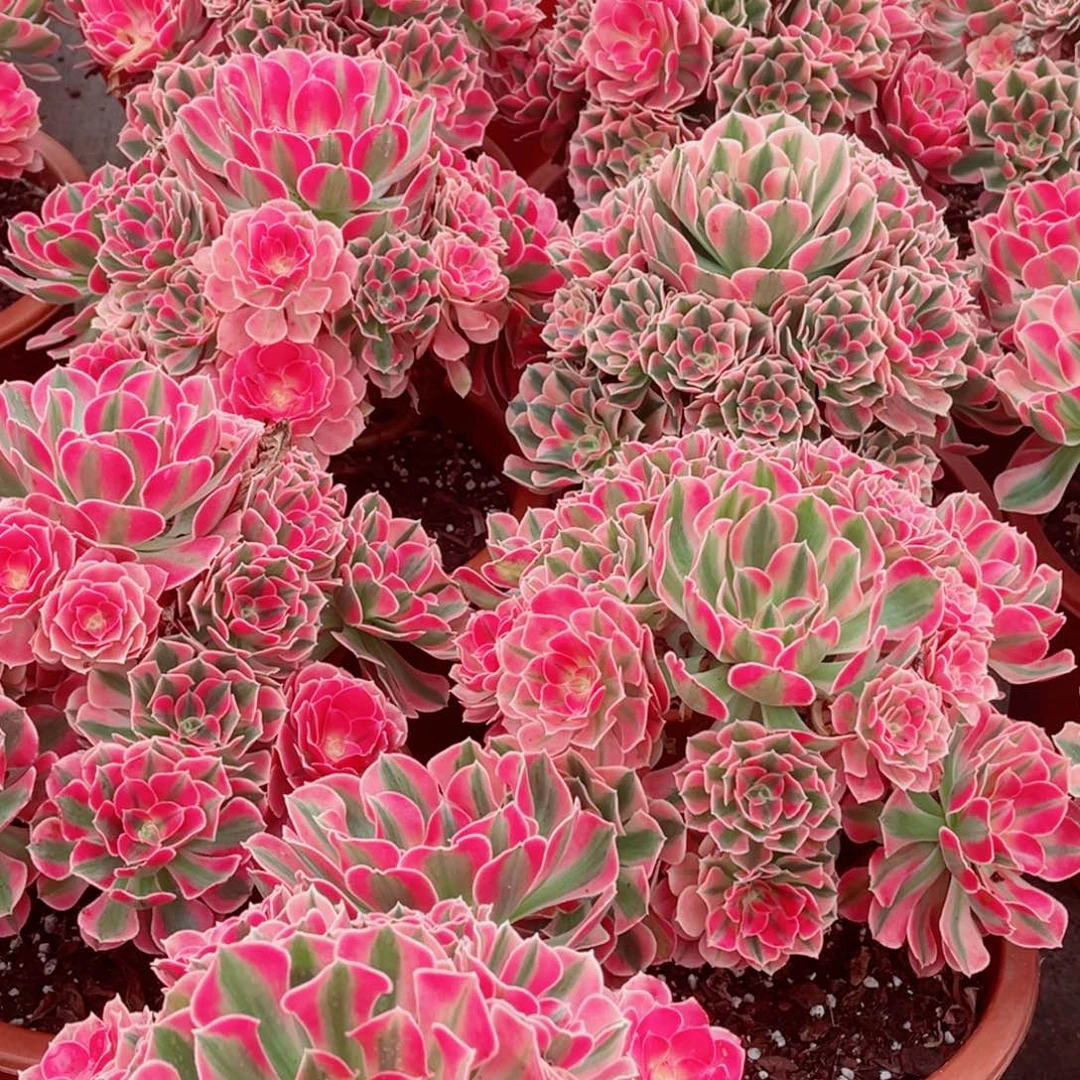模特水蜜桃量拍多肉法师一个
