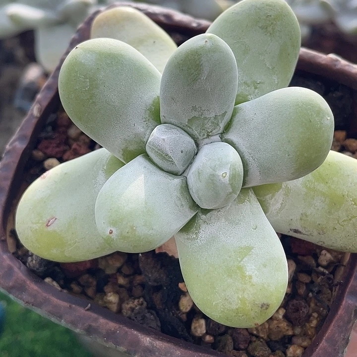 野生拇指粗桩福利