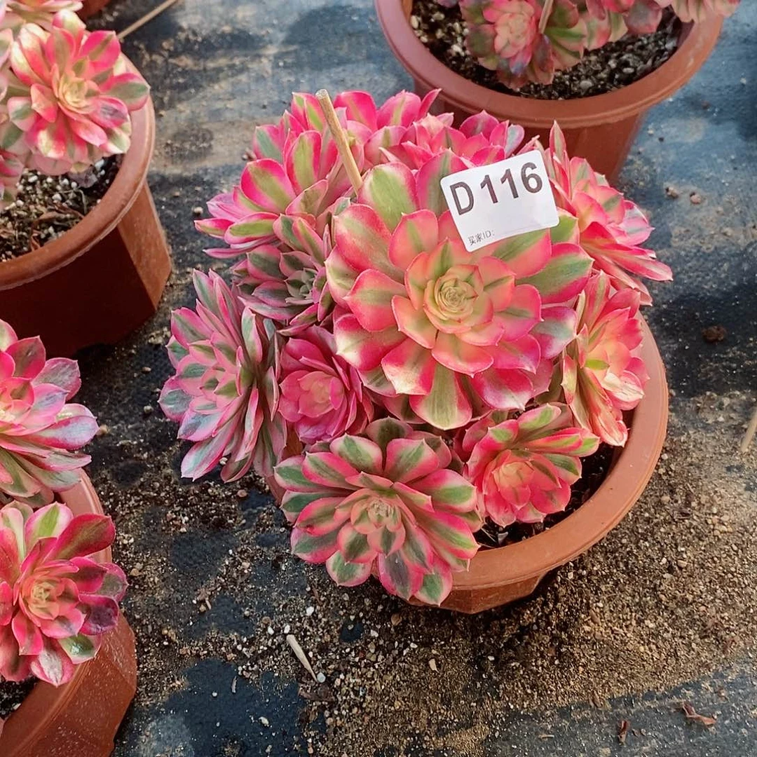 倾城116多肉11111不大