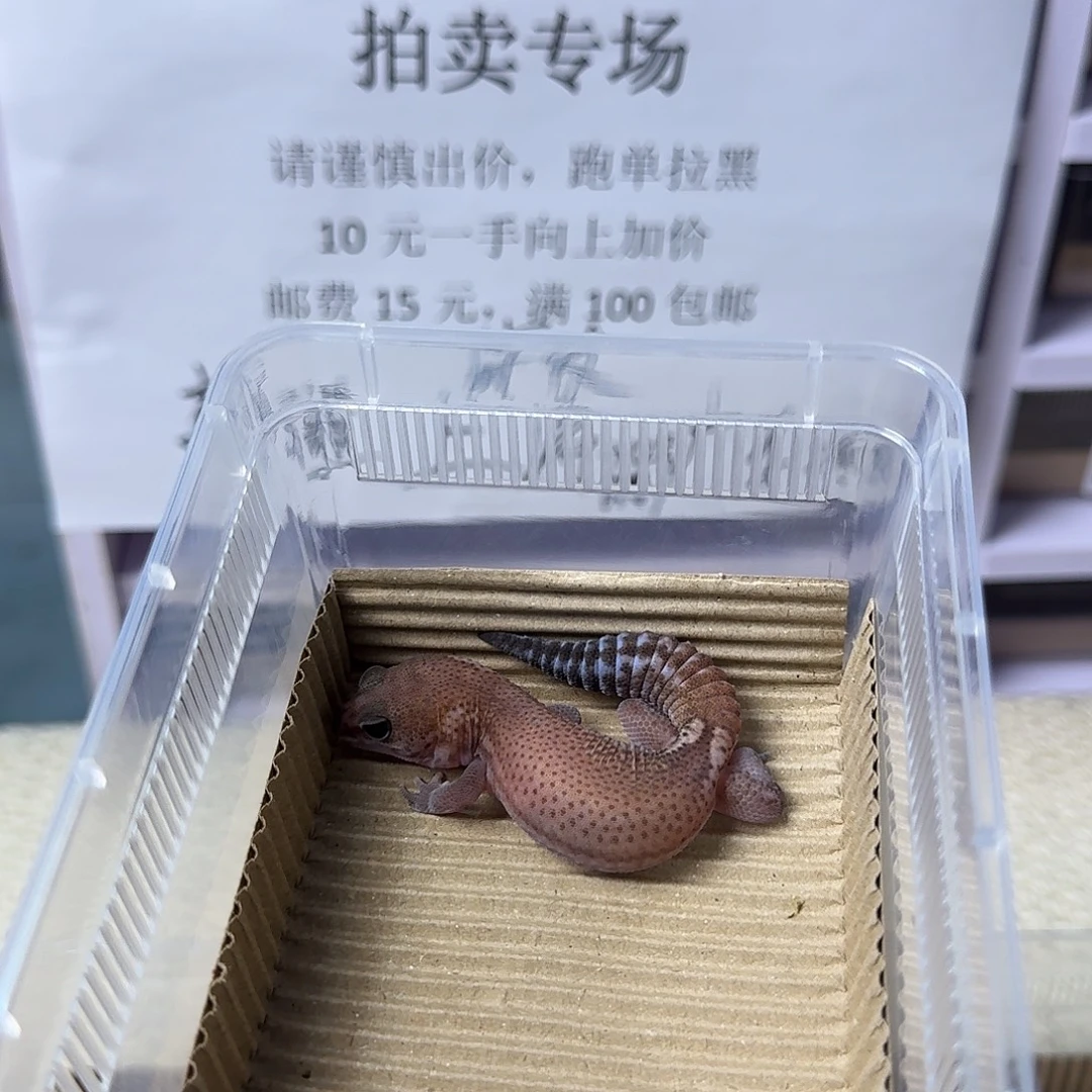 肥尾守宫无纹妹妹