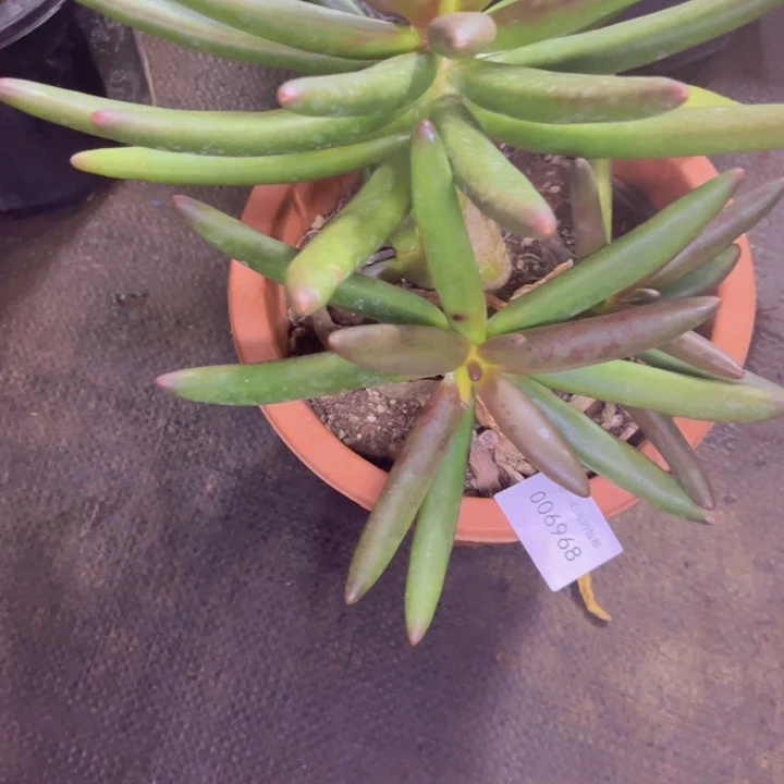 你***贝多肉一物一拍6968