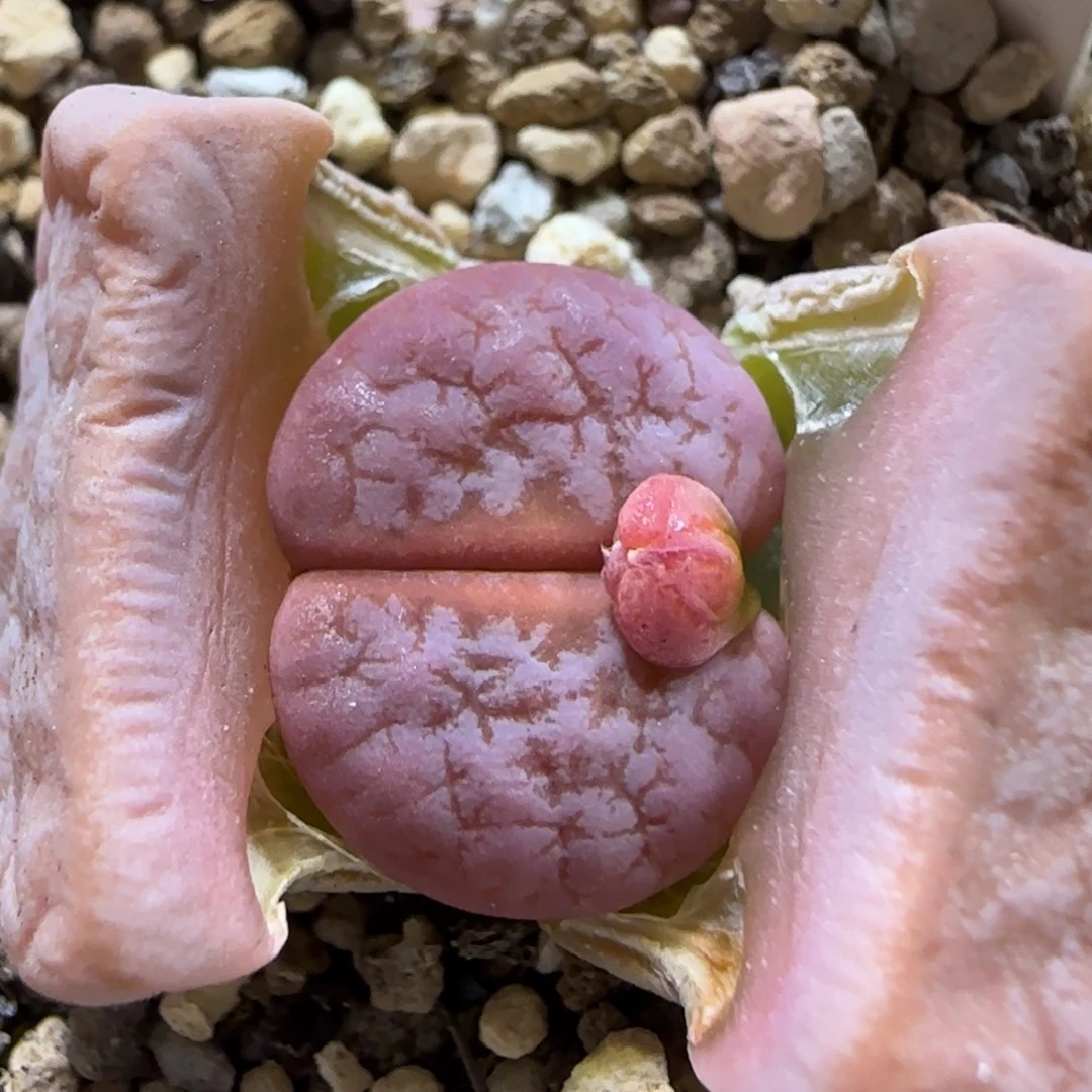 12.1。 拿铁福利。 5006