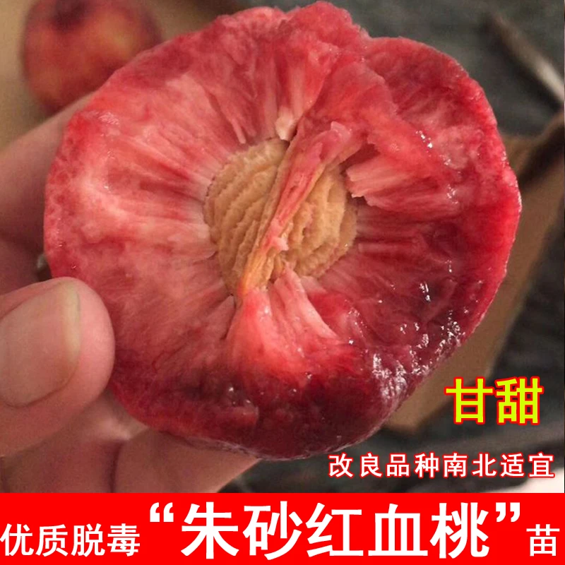 嫁接朱砂红血桃树苗7月成熟猪血桃狗血桃苗北南方当年结果果树苗