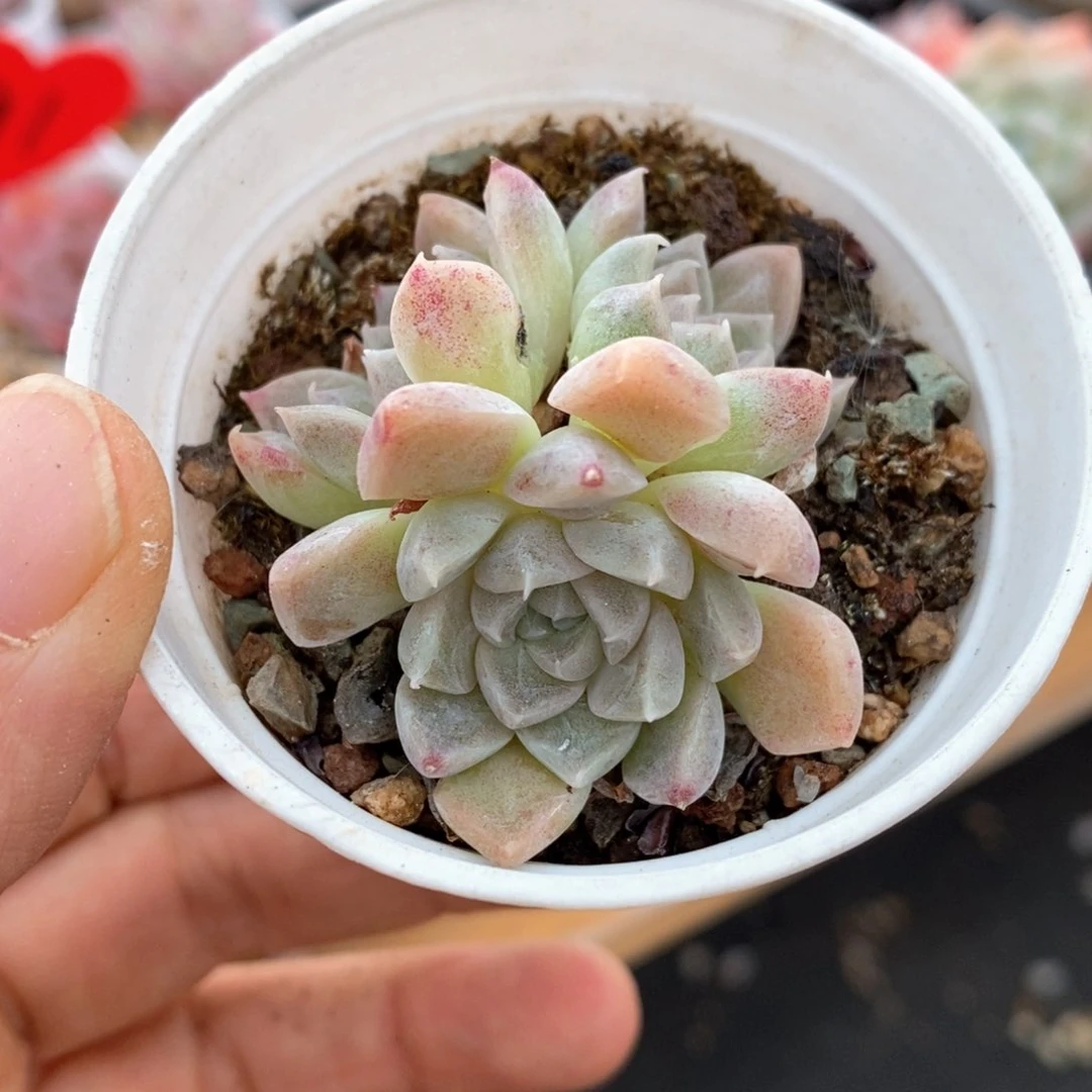 精品多肉一物一拍38