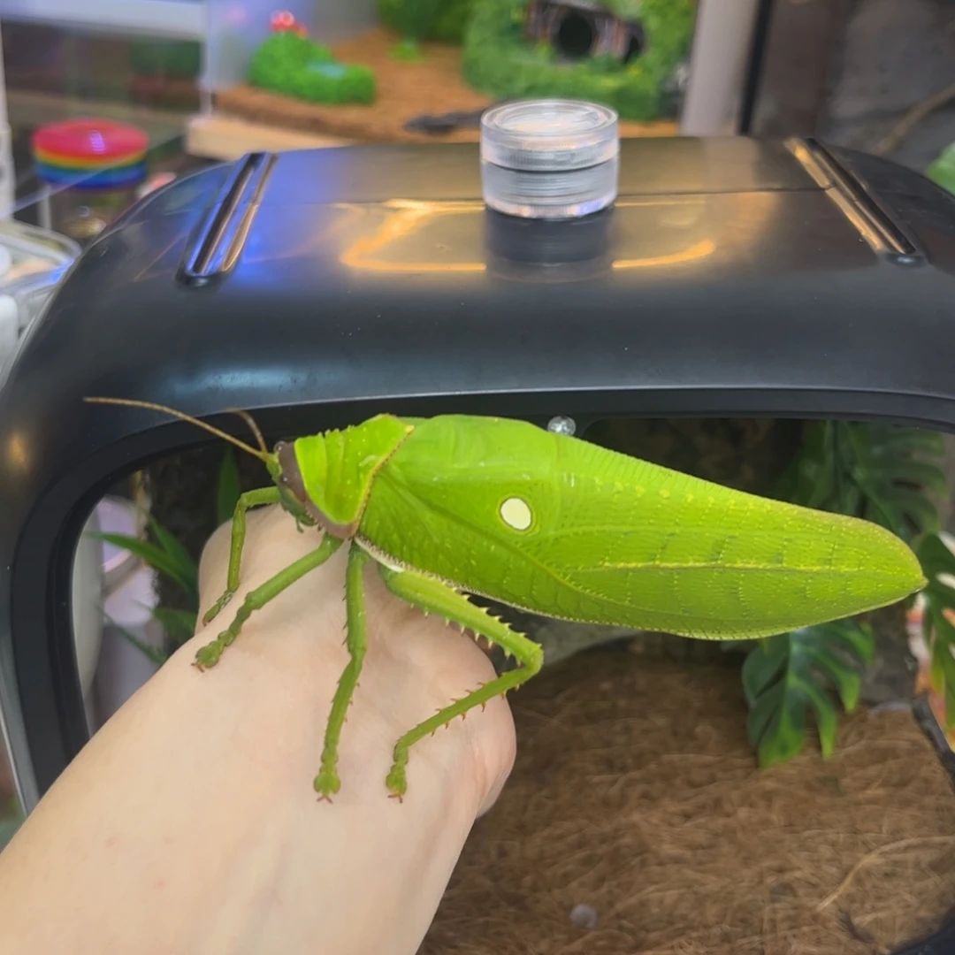 穿***0特价巨拟随单拍拍拍拍拍