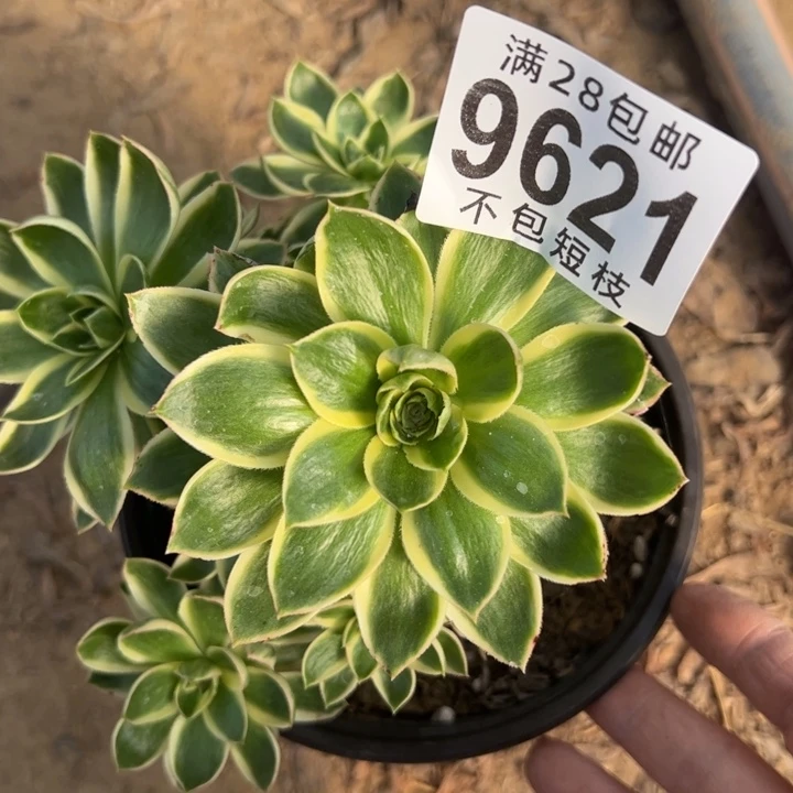 蟹****青莲多肉植物法师9621