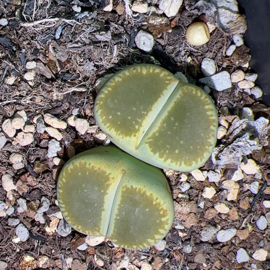 绿光阳 多肉植物多肉植物