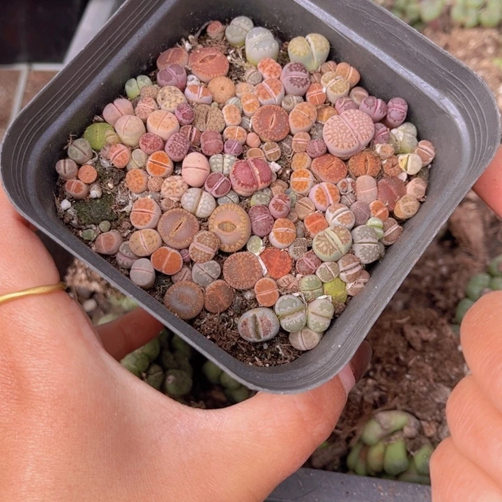 十方杯彩混8888888888