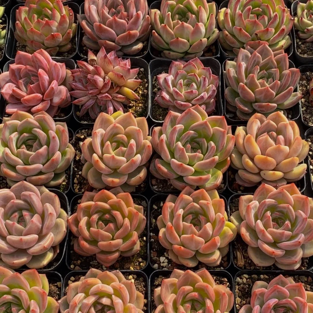 *️*100多肉植物保护研究所