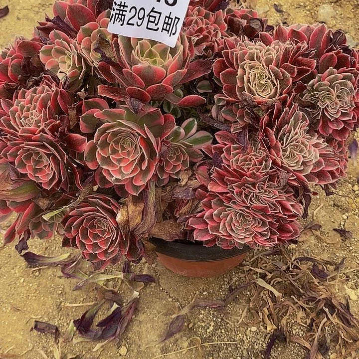 多肉女巫缀群045多肉