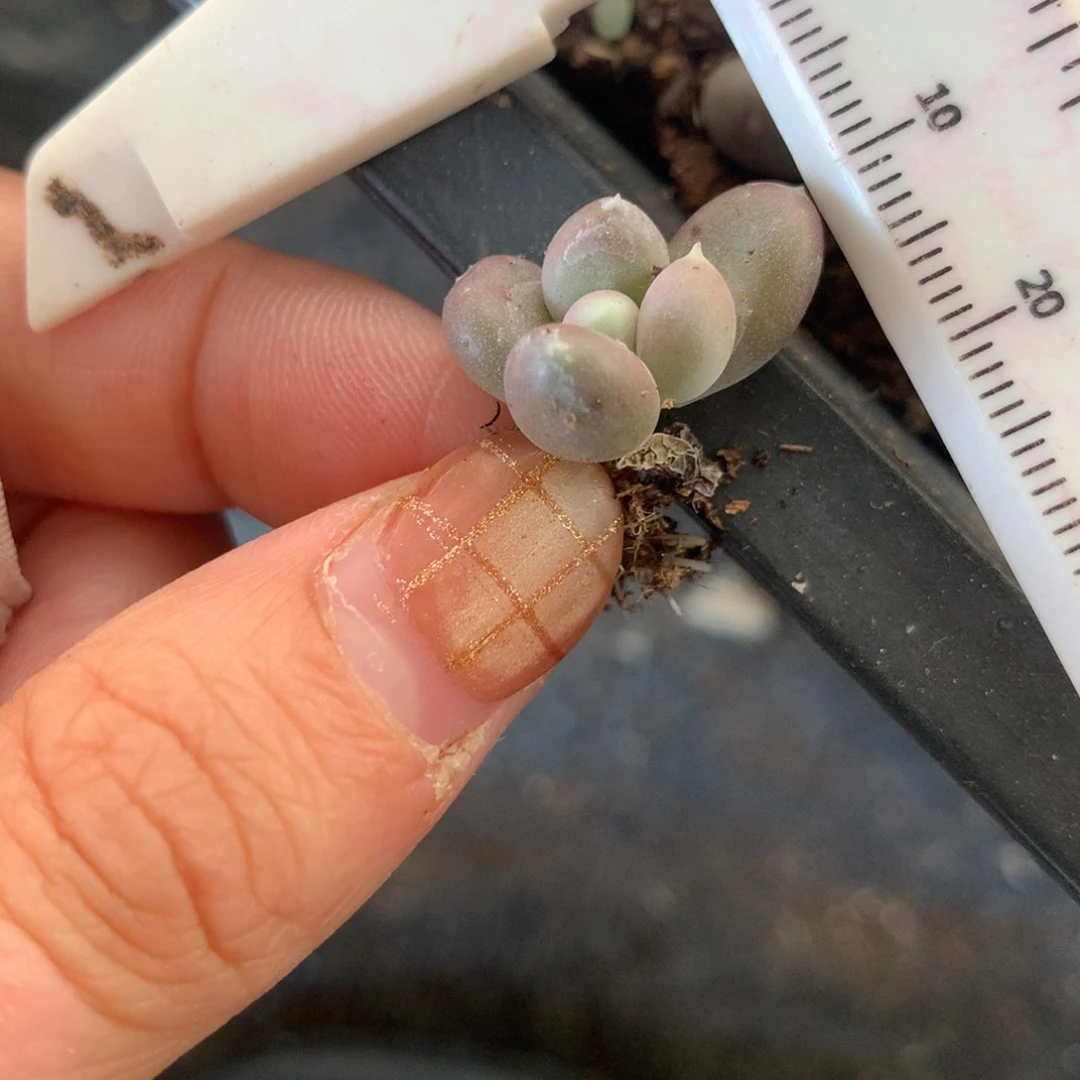 小屁桃 不满28发到付 发一片叶  529