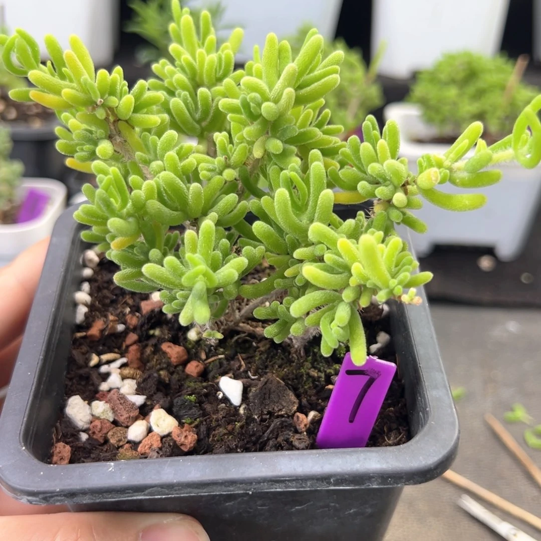 7号荧光兔一物一拍