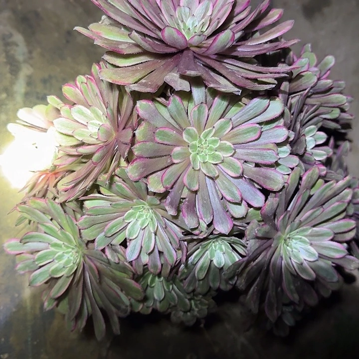 精品紫霞尾货清仓66多肉