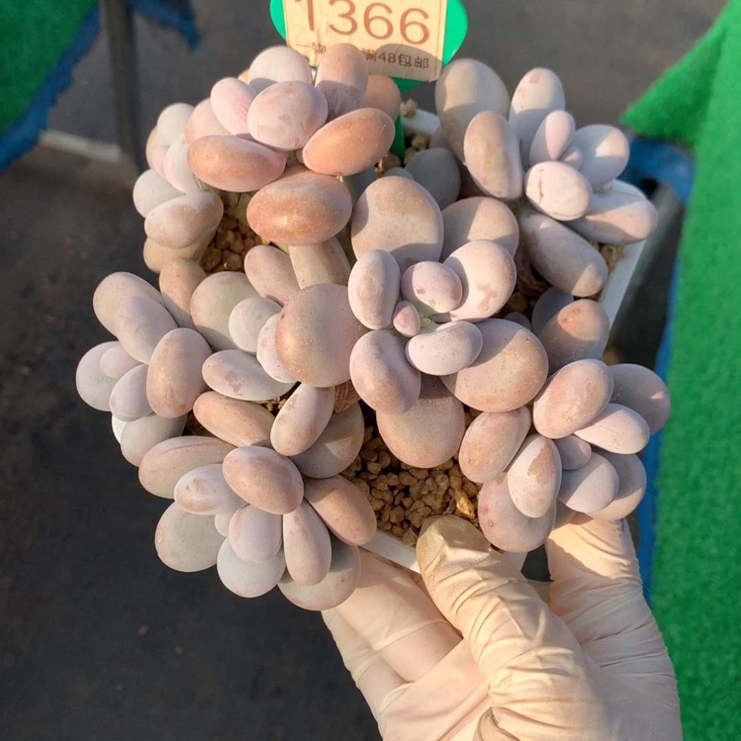 奶酪无砍老桩一物一拍1366