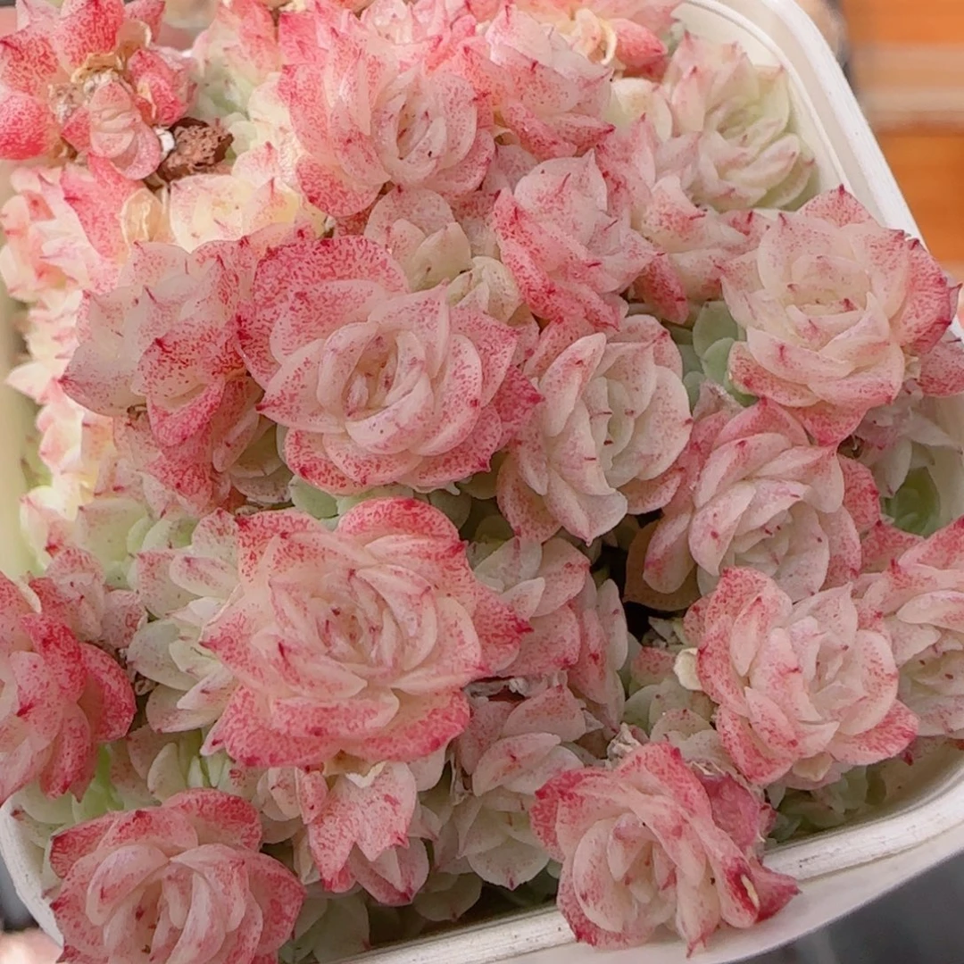 花语多肉1228-293散