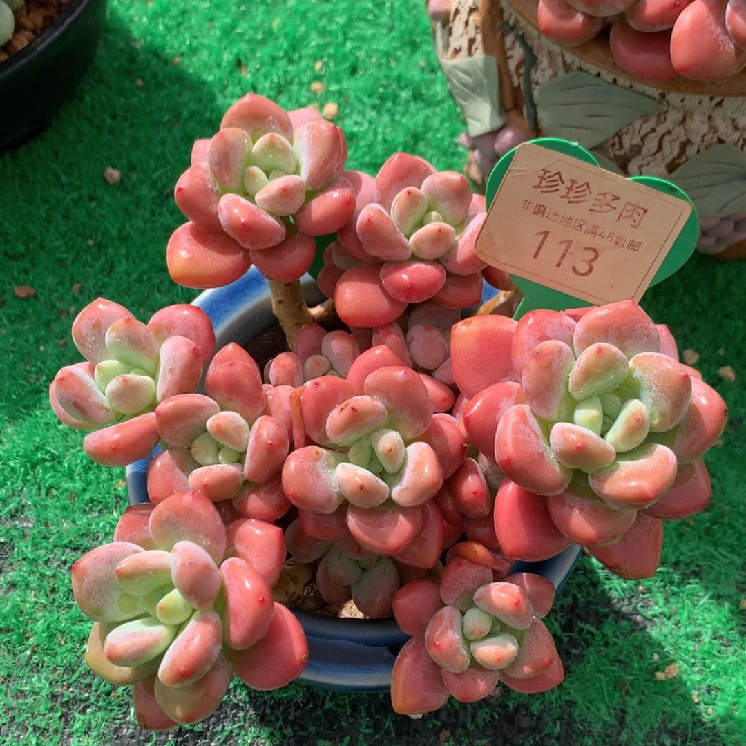 红洛神无砍老桩113