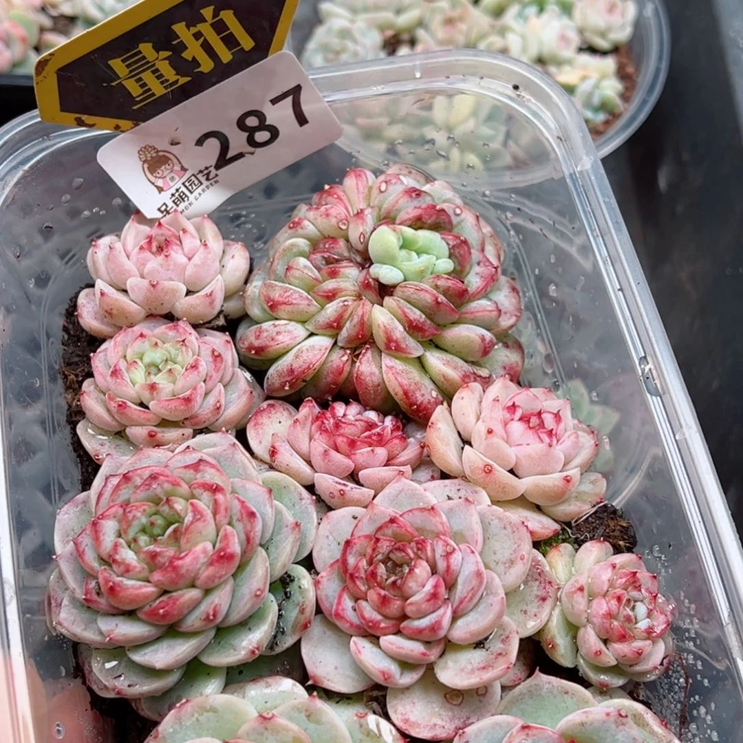 多肉植物多肉植物