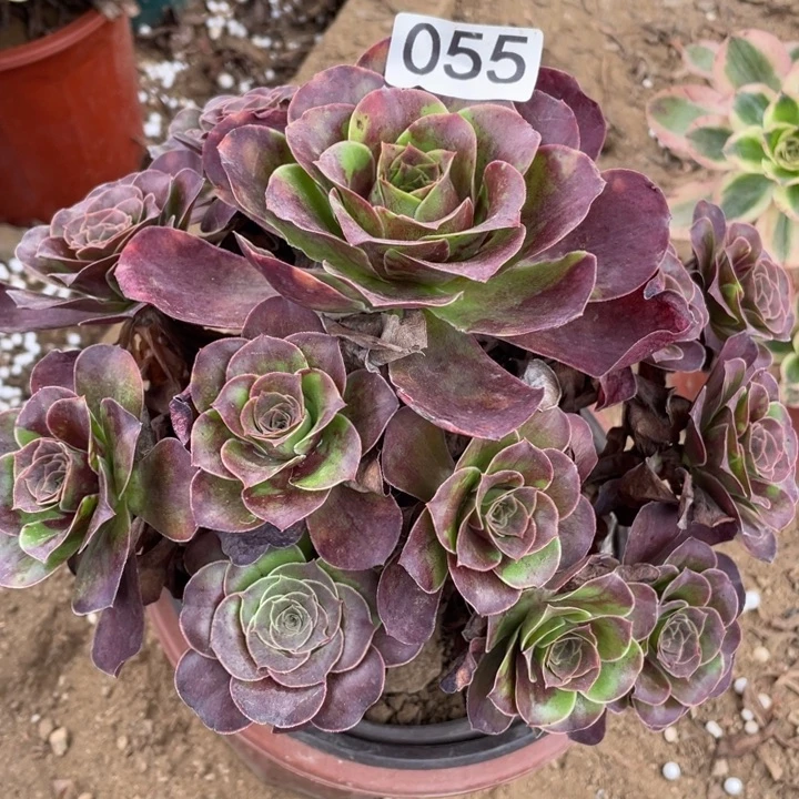 无花朵055多肉植物魅金玫瑰